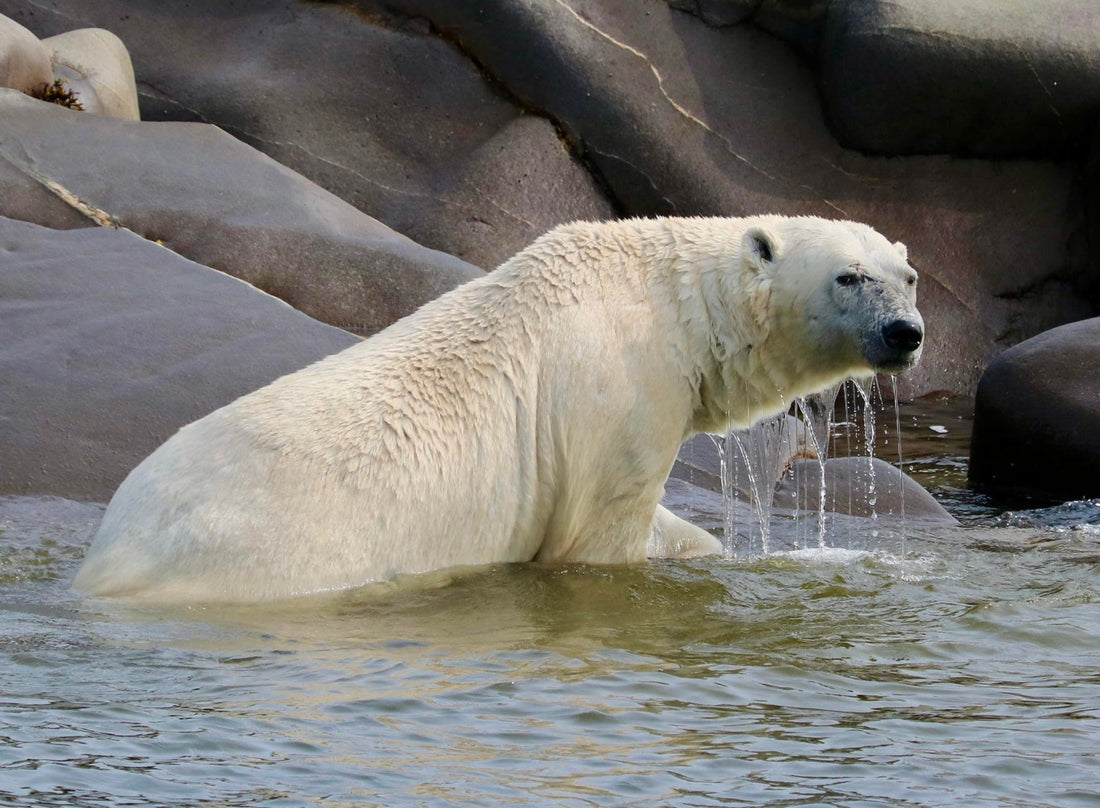 Polar bear seen in Churchill, Manitoba