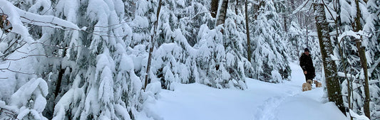 My husband David walking the dogs on Christmas Day, after heavy snowfall: it's a winter wonderland!